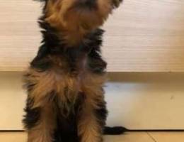 Playful Yorkshire terrier