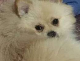 white male Pomeranian