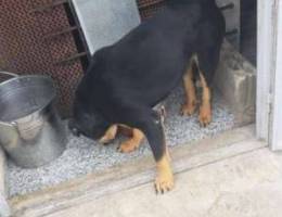 Ø±ÙˆØªÙˆØ§ÙŠÙ„Ø± Ø¨Ù†Ø¯ÙˆÙ‚ dobermans Ù…Ø·Ø¹Ù… Ù…Ù…ØªØ§Ø² ÙØ­Ù„ ÙˆØ°...