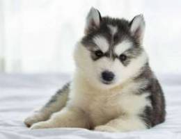 Husky puppies for only 90$