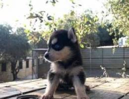 husky puppy