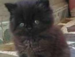 Black female persian 2 month