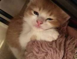 Angora kitten