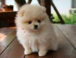 adorable mini pomeranian