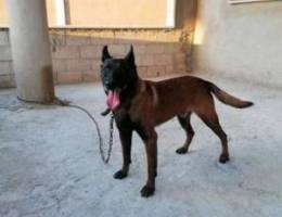 Male malinois