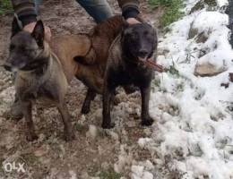 Malinois puppy lon ghami2