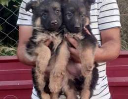 German Shepherd Offersss