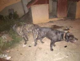 cane corso puppy