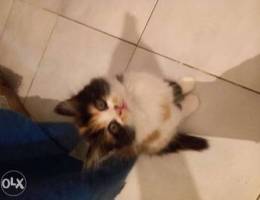 Cute cats for sale