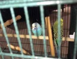 Budgy Male and Female with cage