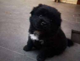 Bichon chowchow mix