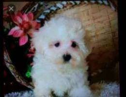 dog bichon puppy for sale very cute