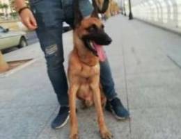 Malinois