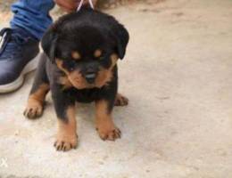 rottweiller pupies for sale