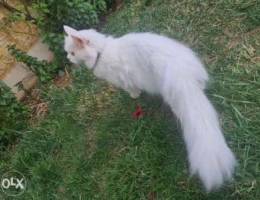 White Cat