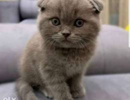 Scottish Fold And British blue are availab...