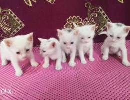 5 kittens aged around one month Ù¥ Ù‚Ø·Ø· Ø§Ù„Ø¹Ù…...