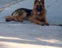 German shepherd long hair king size esmo g...