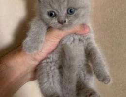 british kitten for sale