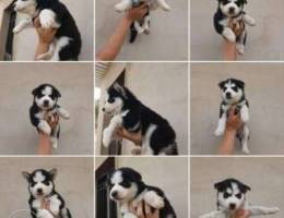 Siberian husky puppies for sale