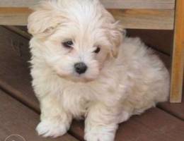 Maltipoo Apricot Color (CUTEST)]]