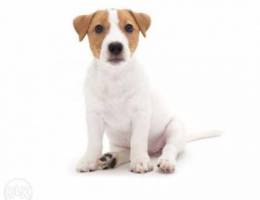 Jack russell terrier puppy available 200$