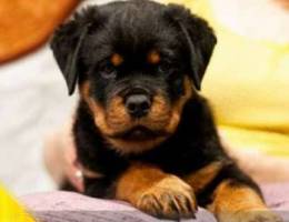Rottweiler The kids are funny, we will org...