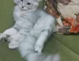 chinchilla silver/white cat