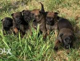 High quality Belgian malinois for sale