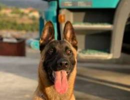 malinois for mating