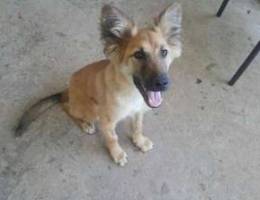 Malinois for sale