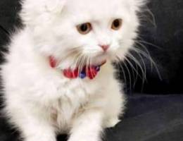 White Scottish Kitten