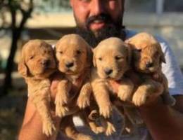 Super puppies golden available