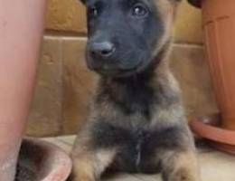 2 months old Malinois