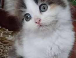 Shirazi kitten
