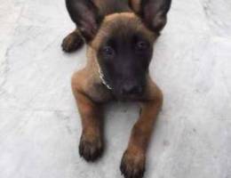 Malinois for sale